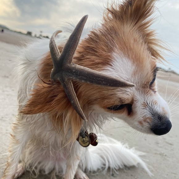 🌌Real Fresh Water Pearl Layered Necklace - Picture 4 of 15